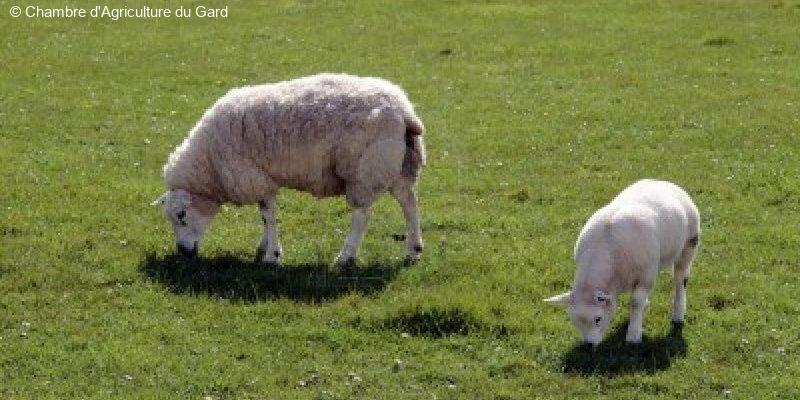 Osez L Agro Ecologie Qui Veut Mon Herbe Un Outil Efficace Pour Developper L Eco Paturage Dans Les Vignes