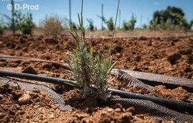 Le tournesol en Wallonie: une alternative possible mais des leviers à  adapter 