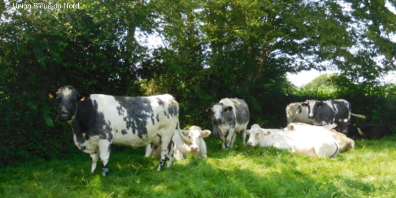 OSez l'AgroÉcologie : Relancer la race mixte Bleue du Nord