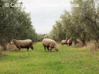 Pâturage ovin dans des oliveraies du Parc Naturel Régional des Alpilles