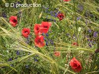 Grand coquelicot Papaver rhoeas