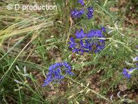 Pied d’alouette Delphinium consolida