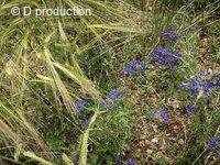 Pied d’alouette Delphinium consolida