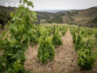 Vignes du domaine de la Casa Blanca