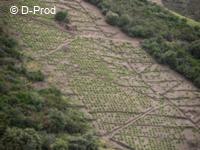 Vigne en coteau (+ de 30% de pente)