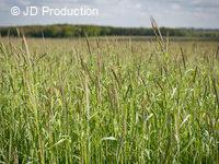 Prairie sous couvert de seigle