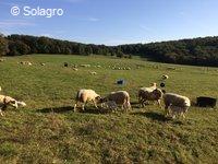 Agnelage dans les prairies