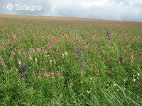 Pied d’alouette d’Espagne dans prairie de sainfoin Consolida hispanica