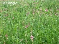 Mélanges prairiaux (sainfoin, luzerne, dactyle, RG hybride)