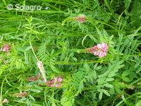 Mélanges prairiaux (sainfoin, luzerne, dactyle, RG hybride)