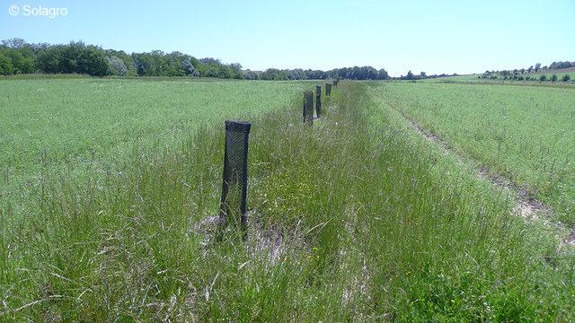 Jeune plantation agroforestière