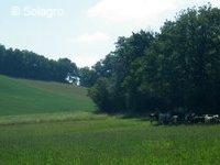 Vaches laitières à la pâture (25/07/2016)