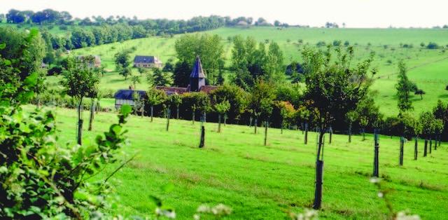 Prés-vergers plantés à mi pente en pays d’Auge.