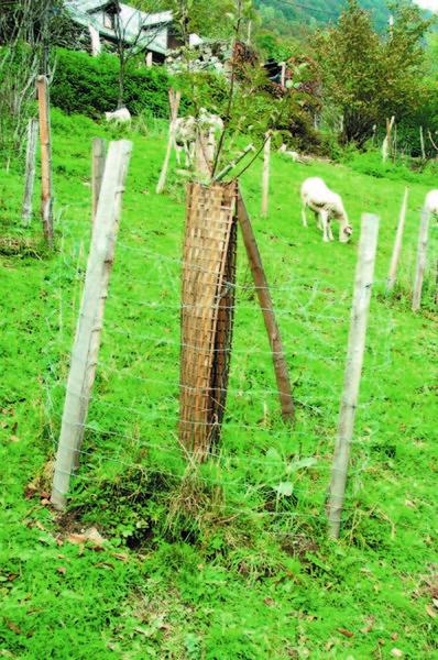 Photo libre de droit de Protection Hivernale Pour Les Jeunes Arbres  Fruitiers Pommiers Poiriers En Sinunant Enveloppant Le Tronc Dun Matériau  Qui Passe Lair Du Lièvre Et Dautres Rongeurs Qui Mangent Lécorce