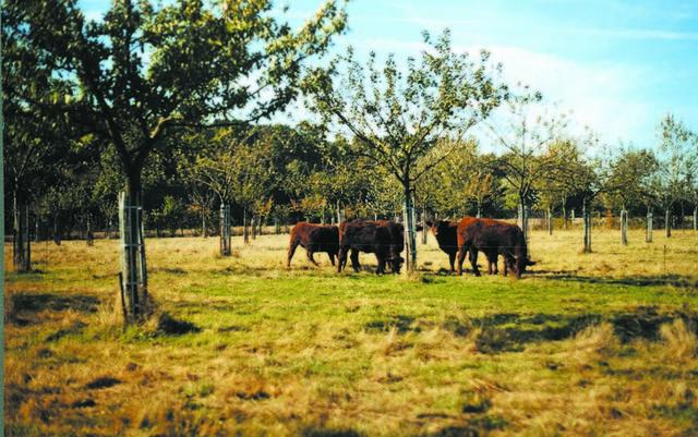 Des jeunes bovins Salers dans un verger de 15 ans nécessitent une protection efficace.