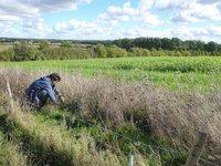 Bande fleurie en bordure de parcelle