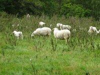 Brebis dans les Landes à genêt