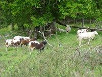 Landes à genêts et Calune