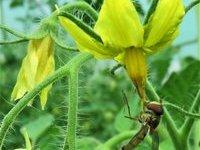 Pollinisation des tomates