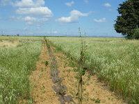 plants agroforestiers plantés en avril 2019 sur une parcelle en jachère (21/05/2019)