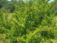 plantation de grenadiers (21/05/19)