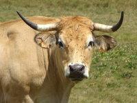 Vache Aubrac