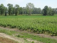 Paysage vignes et bocages
