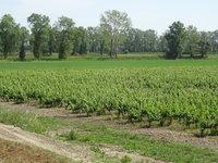 Paysage vignes et bocages