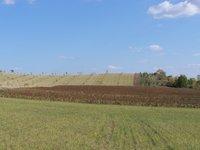 Panorama (en fond parcelle agroforestière plantée en 2007)