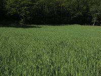 Méteil (mi-mai 2015)