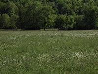 Prairies temporaires mélangées (mi mai 2015)