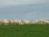 troupeau de Blonde Aquitaine au pâturage