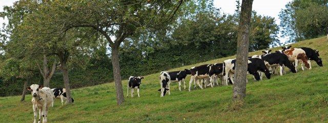 Pré-verger en Normandie