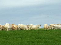 Troupeau de Blonde Aquitaine au pâturage