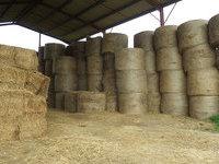 Stockage du foin sous un hangar