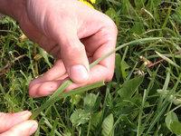 Analyse du stade de l’herbe (1,5 feuille)