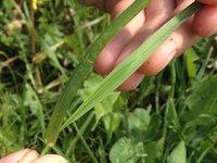 Analyse du stade de l’herbe (1,5 feuille)