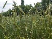 Blé population : mélanges longs (pailles hautes à 1,70 m)