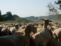 Brebis Lacaune. Le lait se destine à la filière Roquefort.