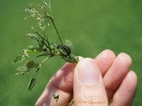 Le négril est géré par la fauche pour ne pas utiliser d'insecticide.