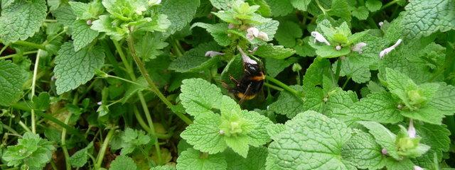 Pollinisateur