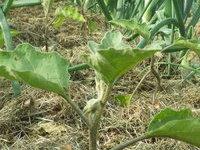 Cultures d'aubergines et d'oignons dans un mulch de gazon