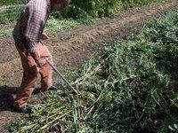 Semis de haricots dans un couvert de féverole (4/05/2016)