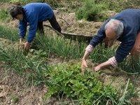 Mise en place du mulch avant implantation de courges (4/05/2016)