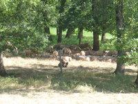 Animaux se reposant sous les arbres