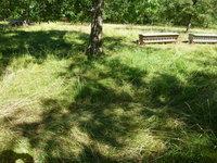 Couvert prarial sous les arbres résistant à la chaleur