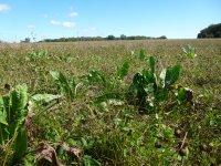 PT mélangées (y compris chicorée, plante à tanins)