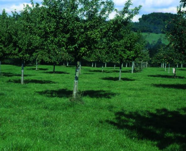 La plantation en quinconce optimise l’espace, mais il convient de préserver une distance d’au moins 10 mètres entre les pommiers.