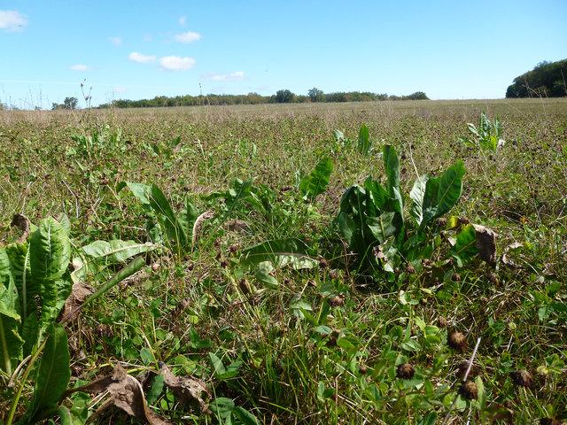 Prairie Temporaire mélangée (y compris chicorée, plante à tanins) – sept 2014 (Solagro)