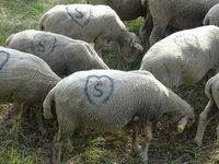 Moutons marqués S